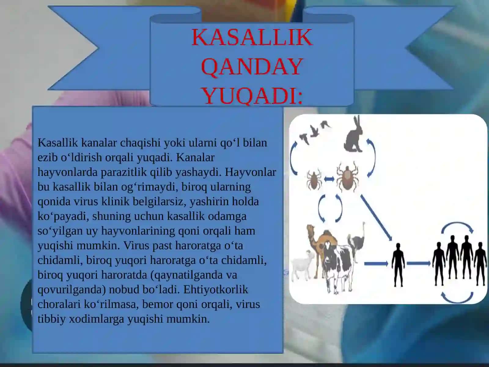 GEMORRAGIK ISITMA QO’ZG’ATUVCHILARI,PATOGENEZI,LABARATORIYA TASHXISI.LEPTOSPIROZLAR MORFOLOGIYASI,STRUKTURASI,TARQALGANLIGI,KELTIRIB CHIQARUVCHI KASALLIKLARI VA LABARATORI YA TASHXISI 4