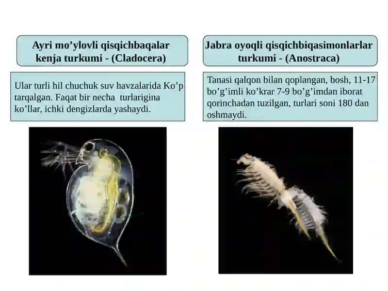 (ARTHRORODA) tipi Jabraoyoqlilar, sefalokaridalar, maksillapodalar, chig’anoqli va yuqori Qisqichbaqasimonlar 4