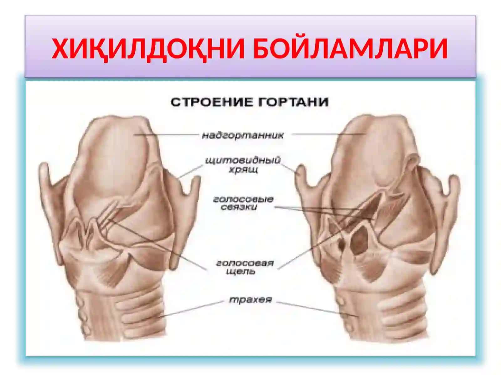 ХИҚИЛДОҚНИКЛИНИК АНАТОМИЯСИ.ХИҚИЛДОҚНИЎТКИР ВА СУРУНКАЛИ КАСАЛЛИКЛАРИ 4