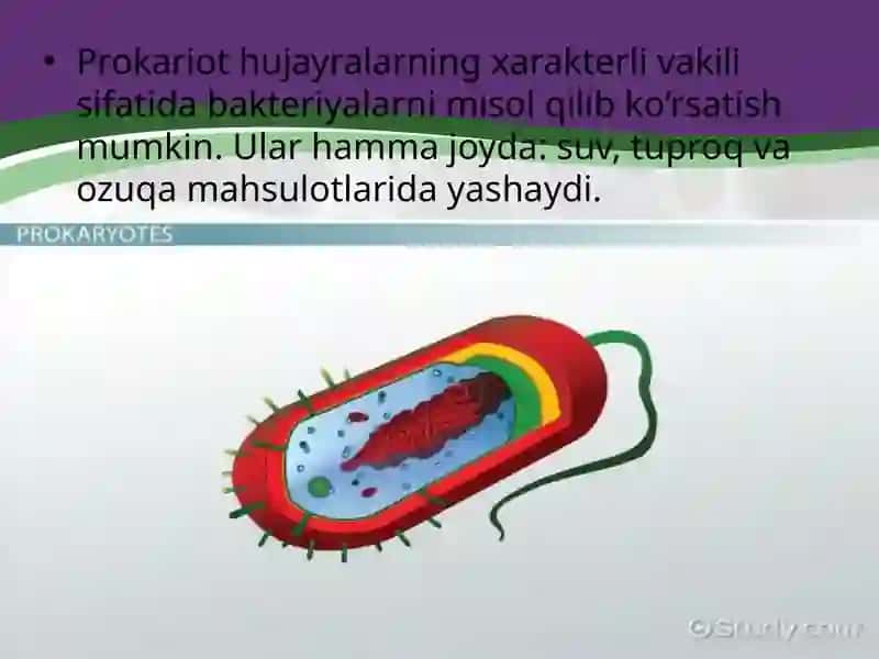 Prokariot hujayra 4