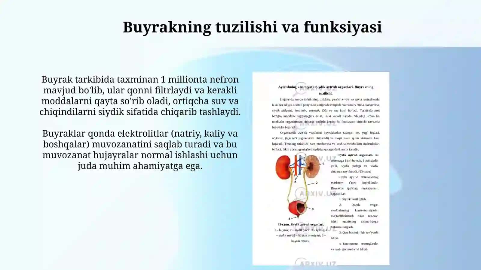 Buyrak,siydikyoʻli,qovuq,siydikchiqarishkanalivaularningyoshgaqaraboʻzgarishi 4