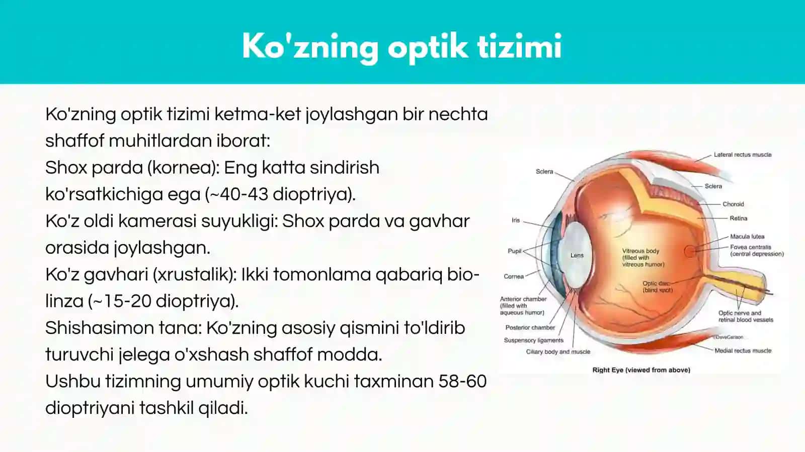 Ko'rish, rang ajratish sensorikalarining biofizikaviy asoslari. Ko'z sistemasi kamchiliklari va ular 4
