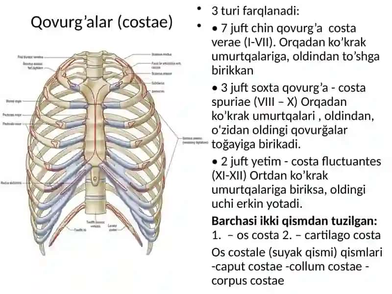 Qovurg’alar to’sh suyagi va ko’krak qafasi.Yelka kamari va qo’l erkin qismi suyakalari: tuzilishi, yoshga doir xususiyatlari 4