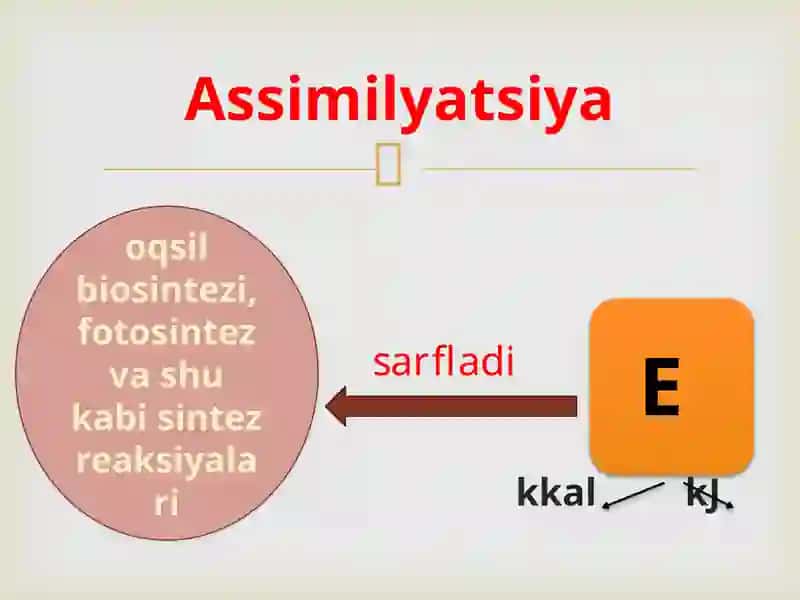 Tirik organizmlarning xususiyatlari 4