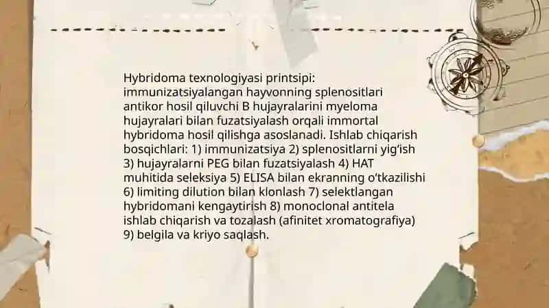 Hybridoma texnologiyasi: prinsip va ishlab chiqarish bosqichlari 4