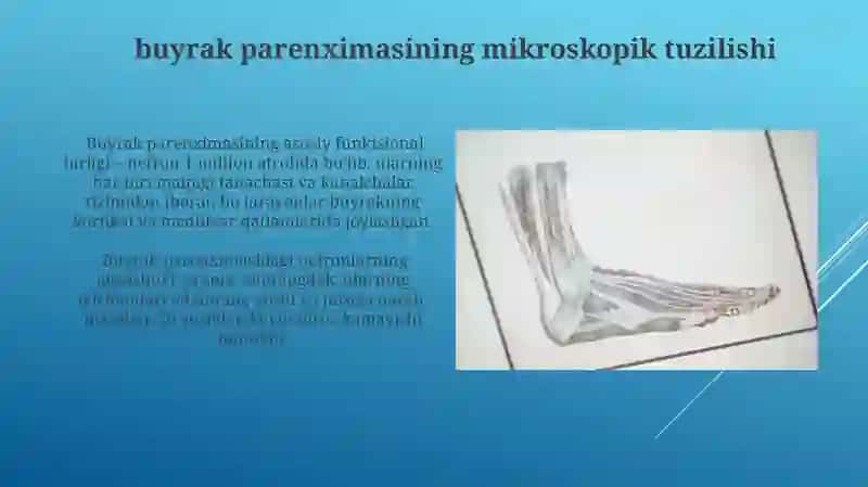 Bolalarda Siydik Ajratuv Tizimi Azolarining Anatomik Xususiyatlari 4