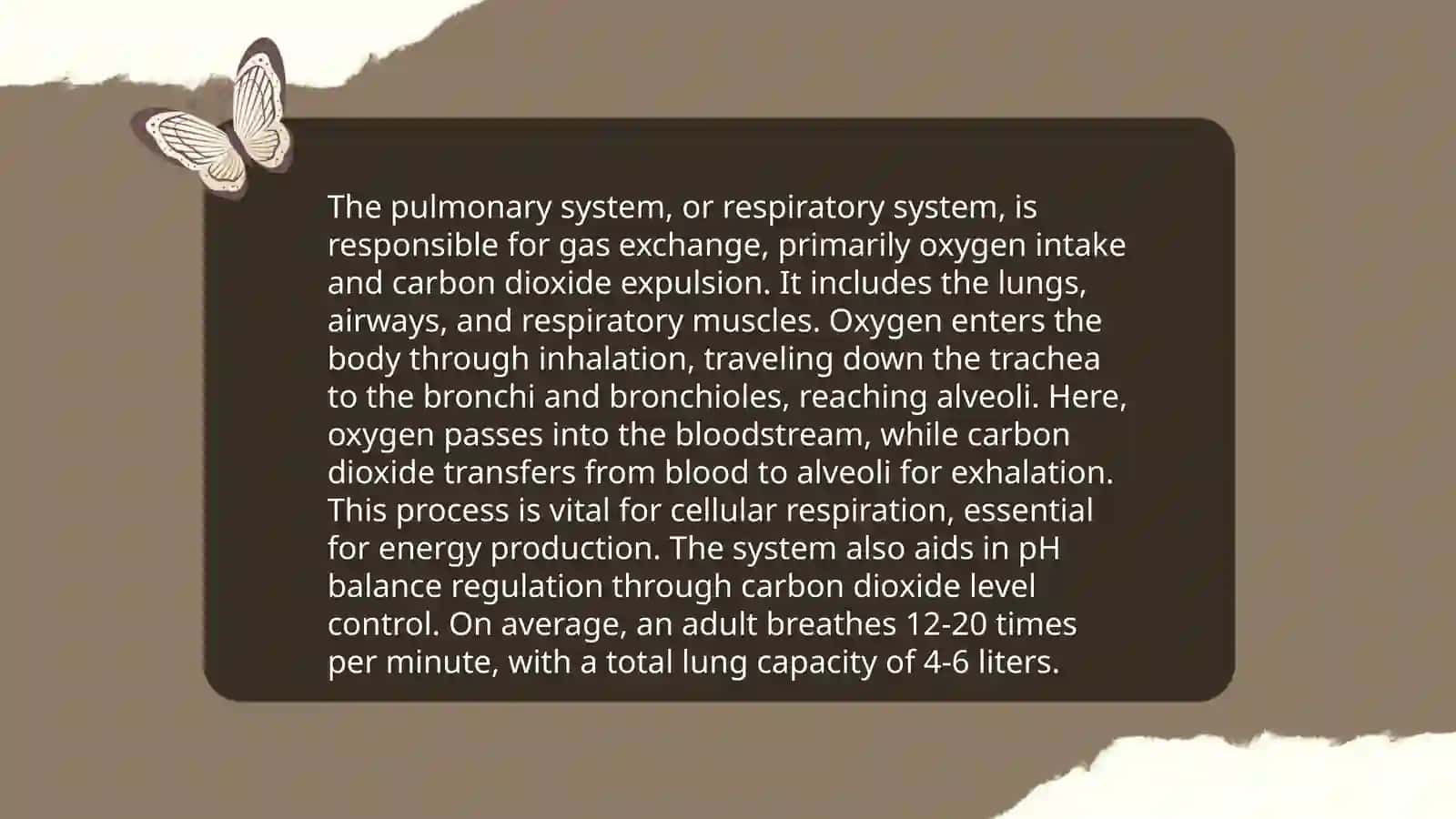 Lungs and a pulmonary system 4