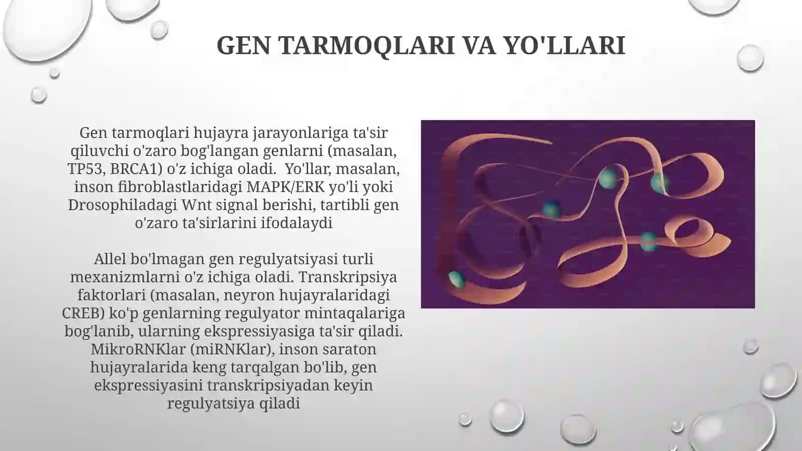 Allel bo'lmagan genlarning o'zaro ta'siri turlari 4