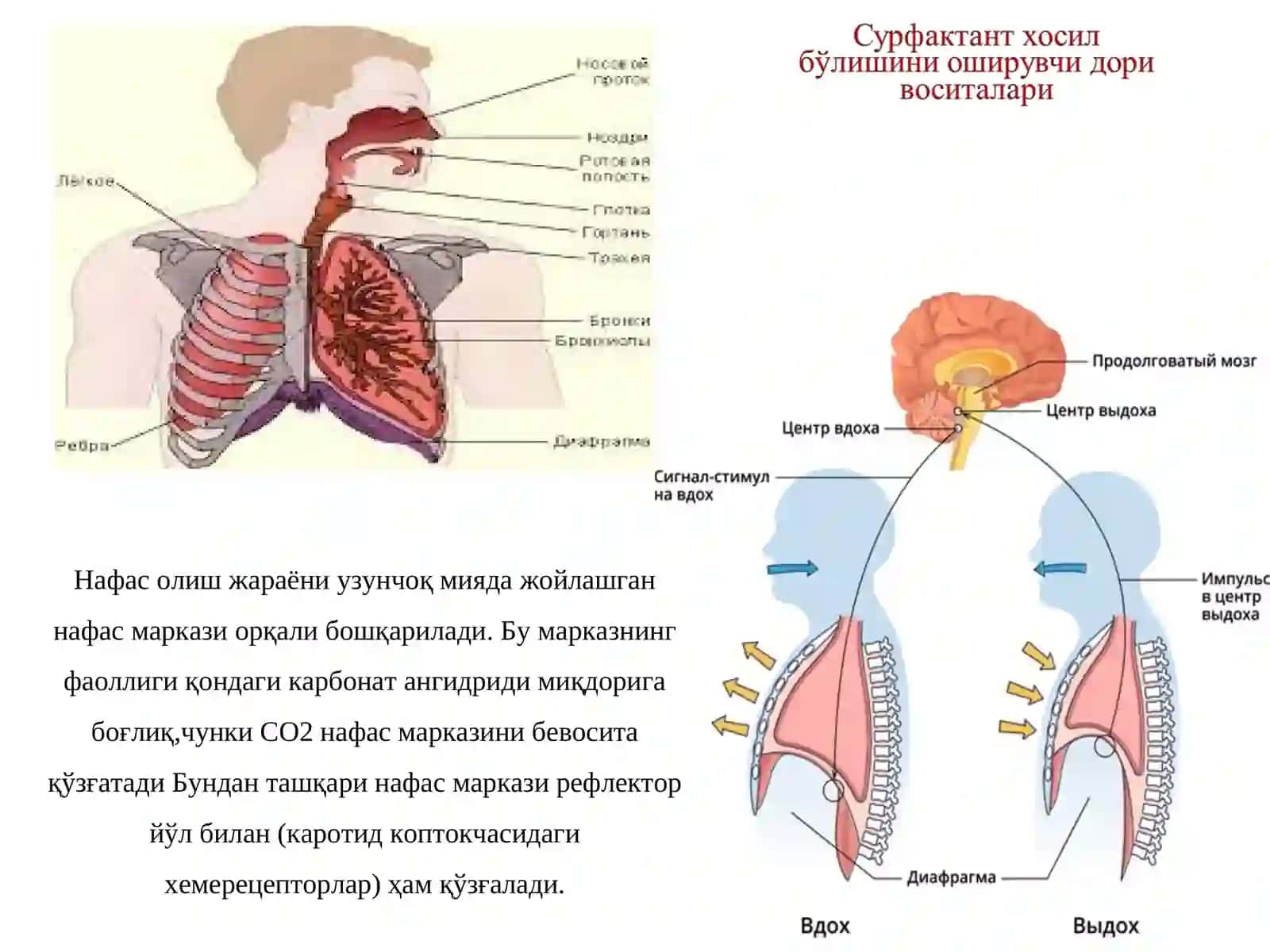 Нафас олиш жараёни 4