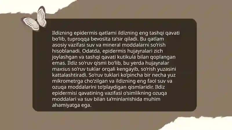 Ildizning tuzilishi, kelib chiqishi va vazifasi 4