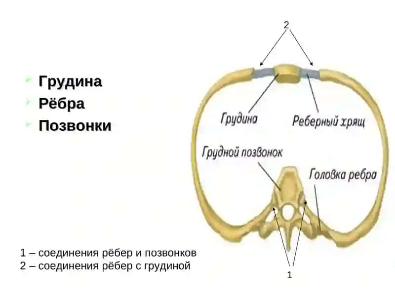 Грудная клетка 4
