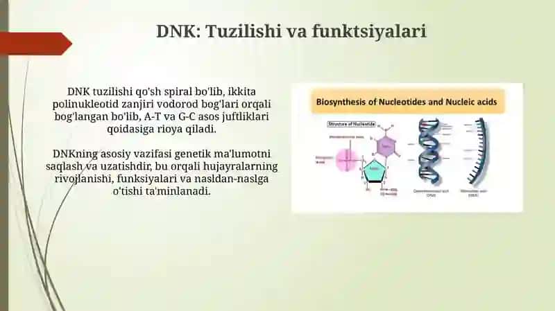 Nuklein kislotalarning tuzilishi. DNK RNK 4