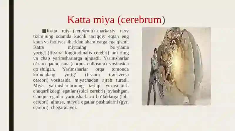 MARKAZIY NERV TIZIMI 4