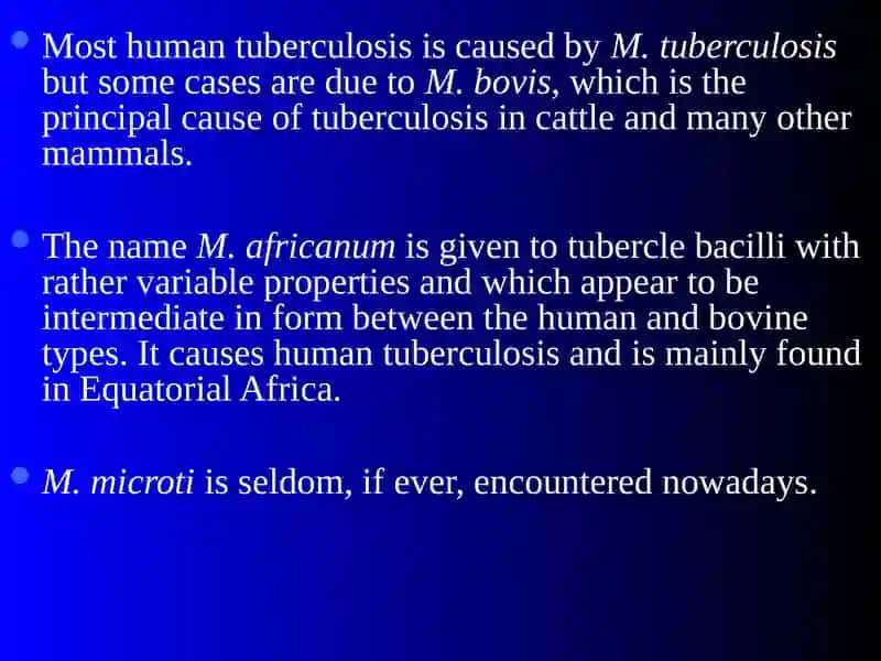 Mycobacterium tuberculosis 4