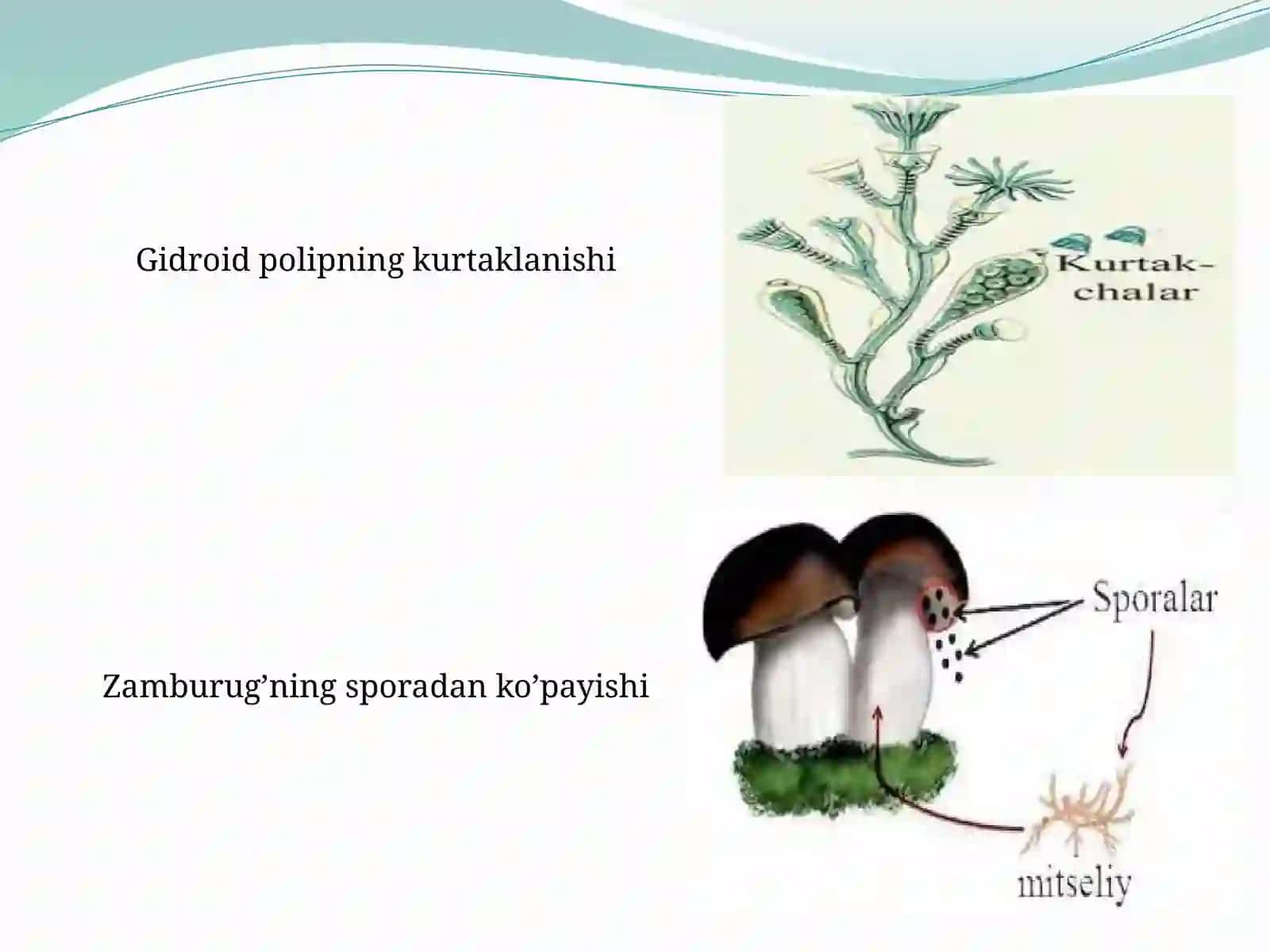 HAYOTNINGORGANIZM DARAJASIDAGI UMUMBIOLOGIK QONUNIYATLAR 4
