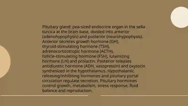 Endocrin system 4