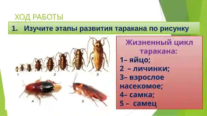 Практическая работа 5. «Изучение жизненного цикла таракана и пчел». 4