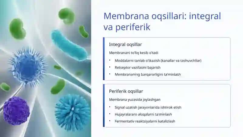Hujayra membranasining tuzilishi va funksiyasi 4