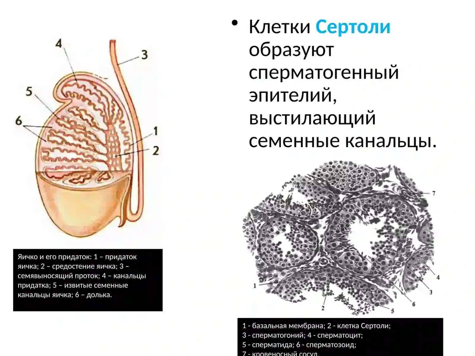 Половые железы 4