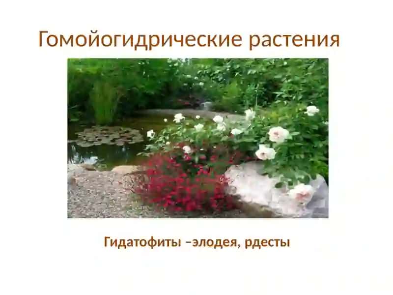Гомойогидрические растения и их значение 4