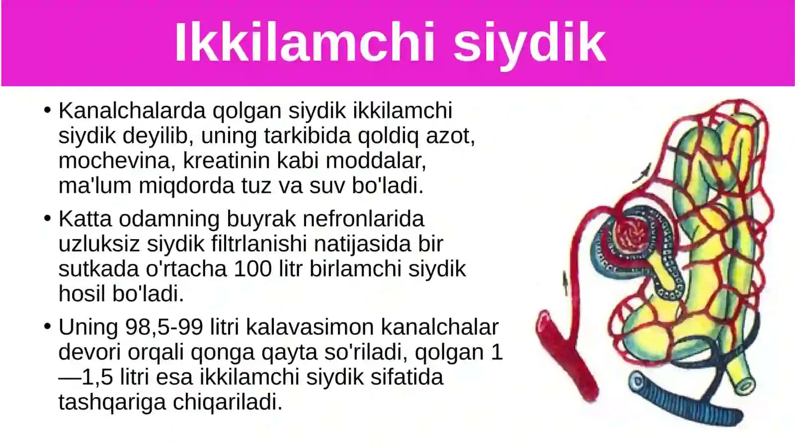 Siydikajratish organlarining funksiyasi 4