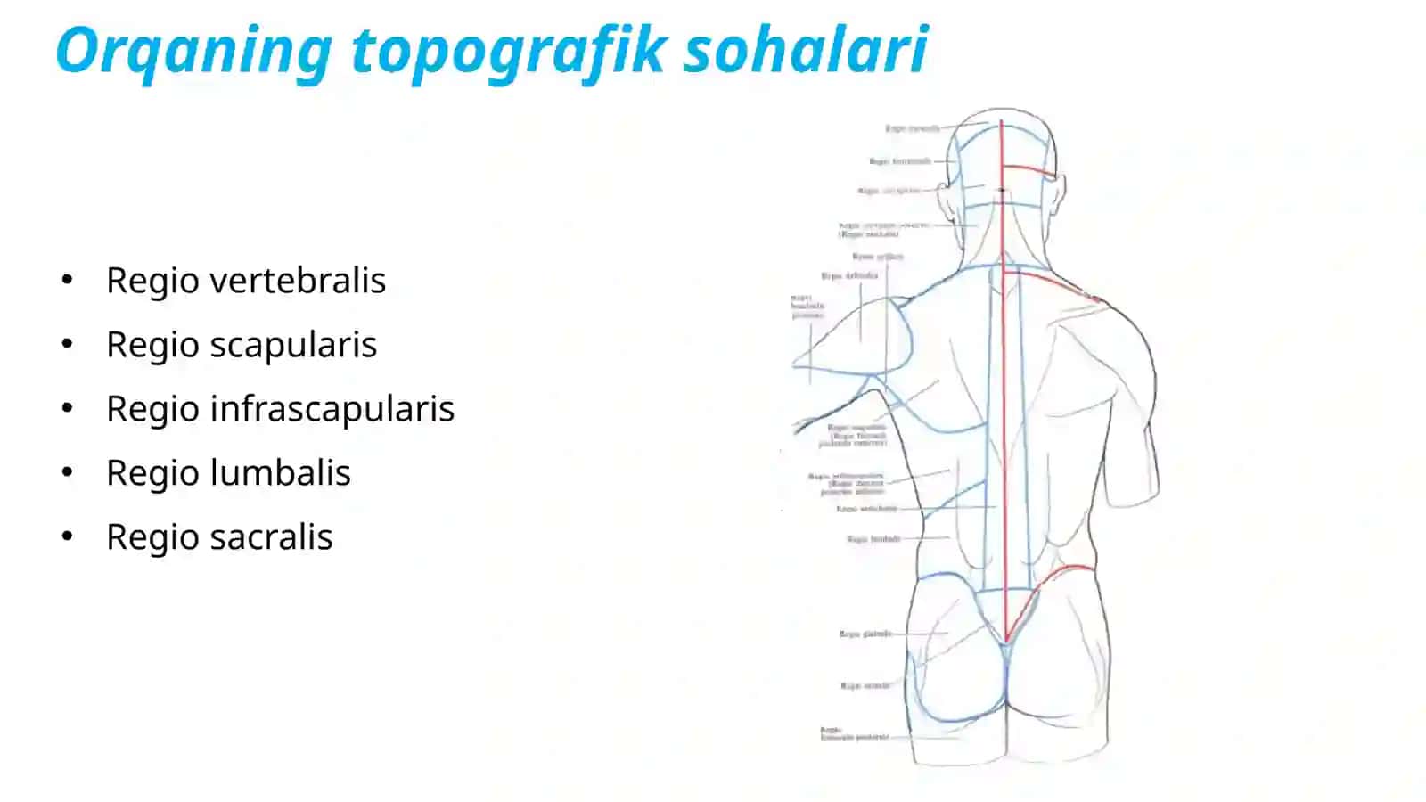 Anatomiya 4