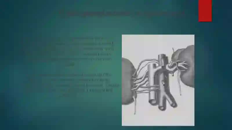 Nafas Olish Jarayonining Fiziologiyasi 4