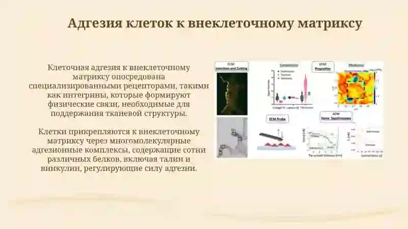 Взаимодействие между клеткой и внеклеточным матриксом 4