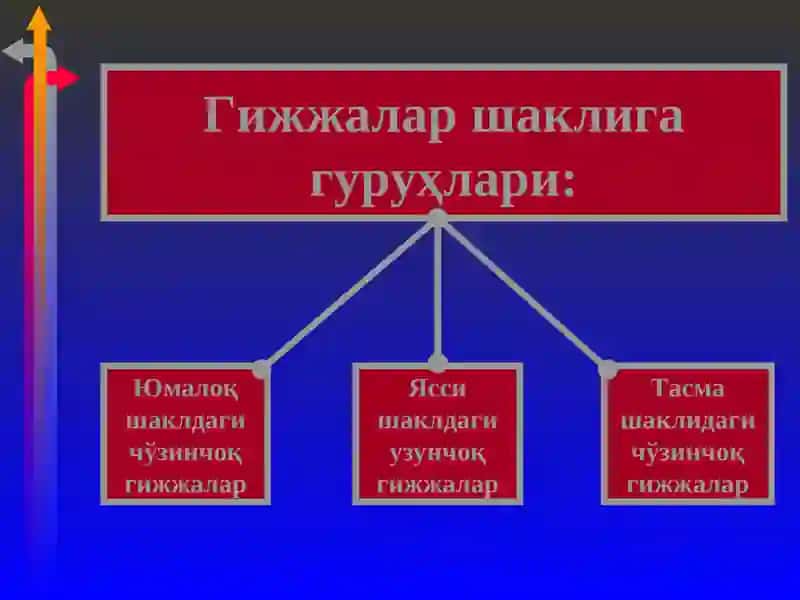 Гелминтозлар 4