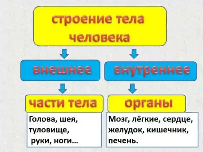 Части тела человека 4