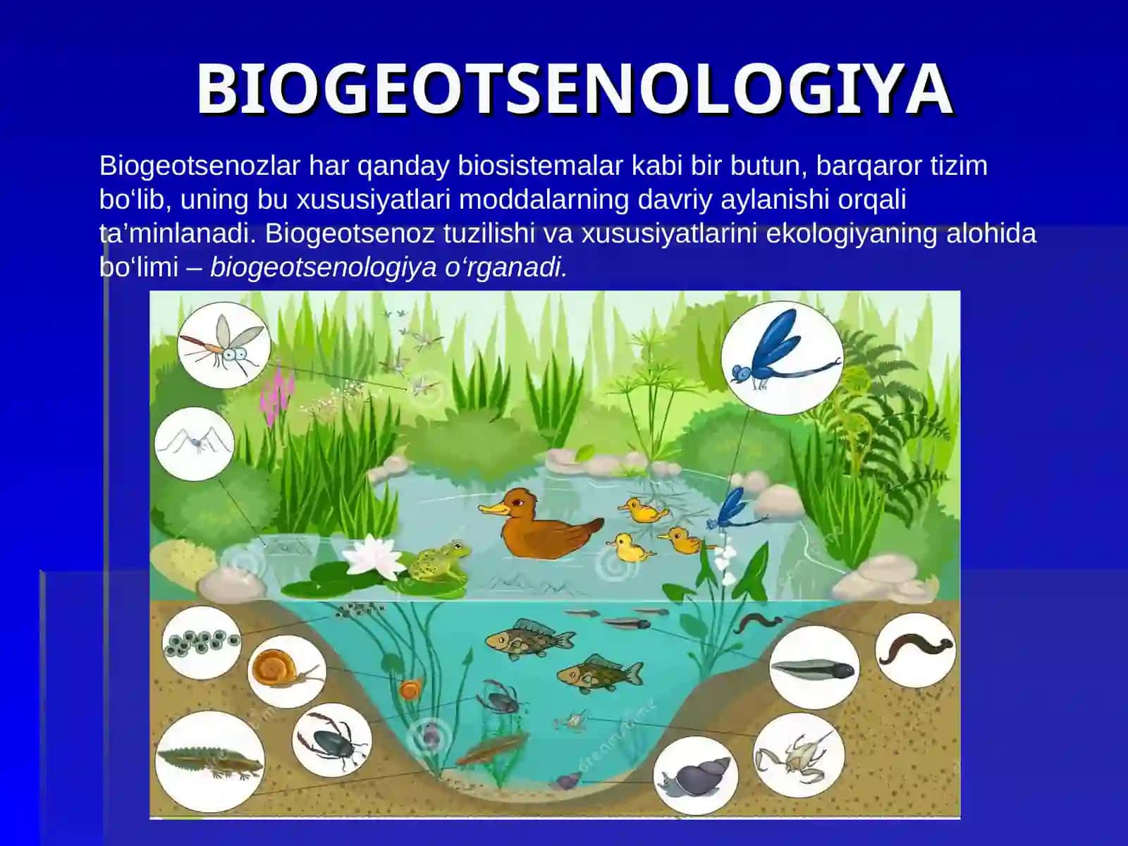 BIOLOGIYA11-SINFMAVZU:3-§. HAYOTNING EKOSISTEMA DARAJASI XUSUSIYATLARI 4