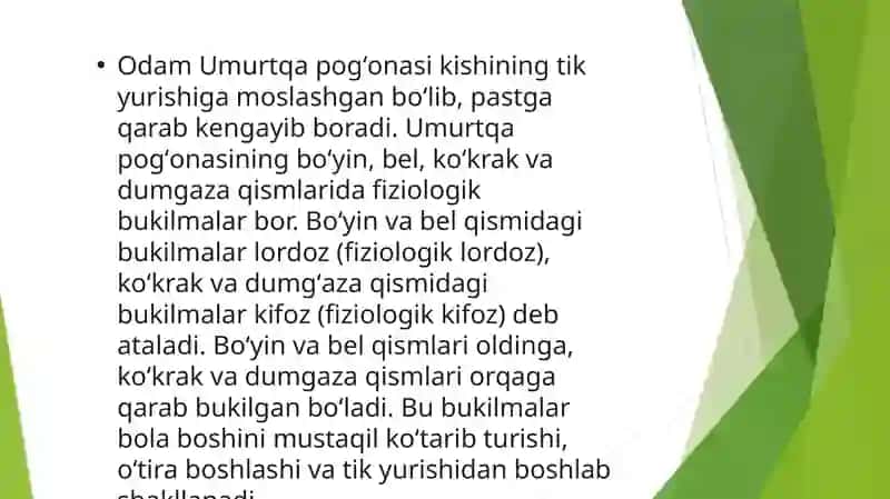 Umurtqa pog‘onasi va suyaklarning birikishi 4