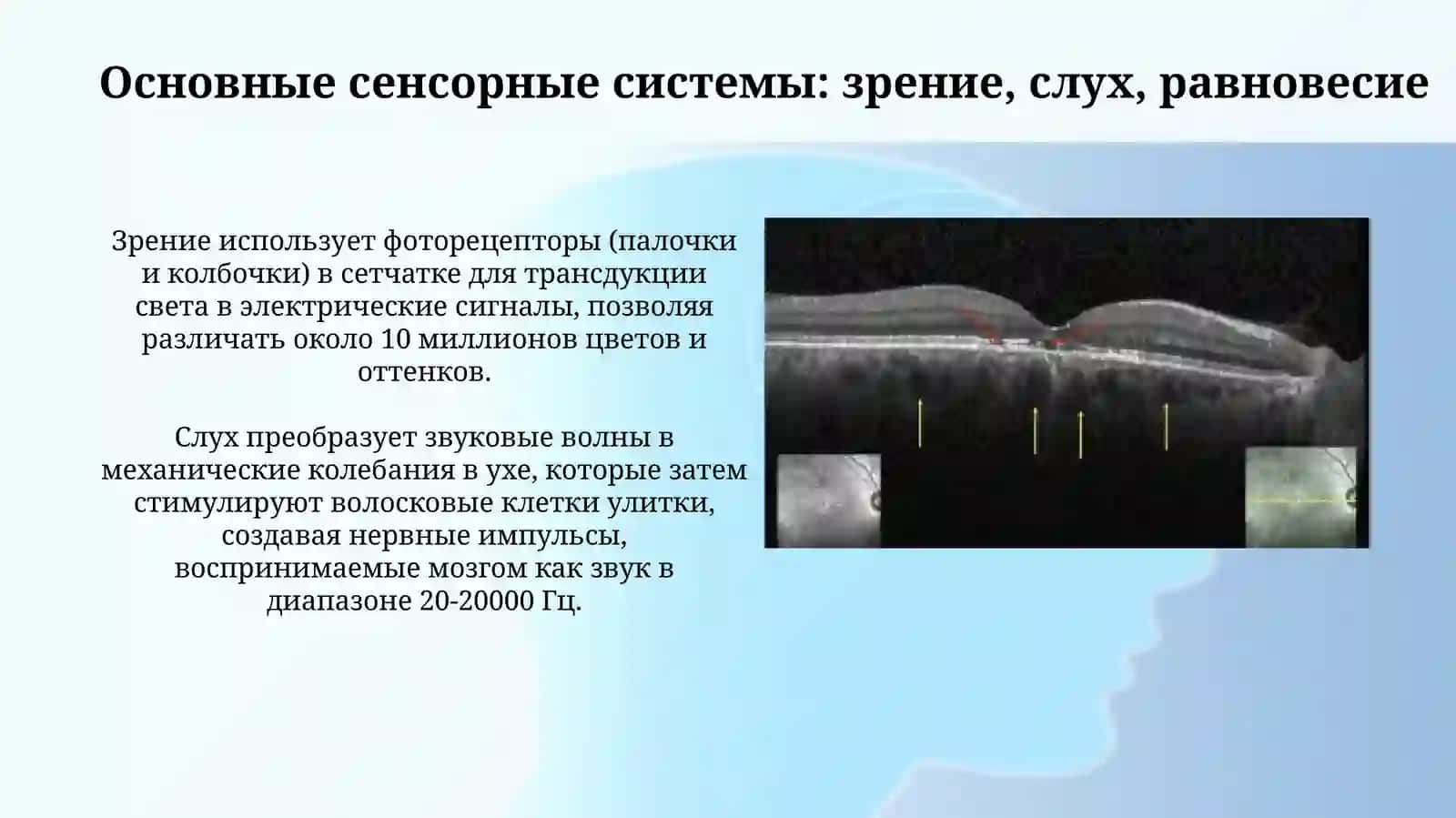 Физиология сенсорных систем 4