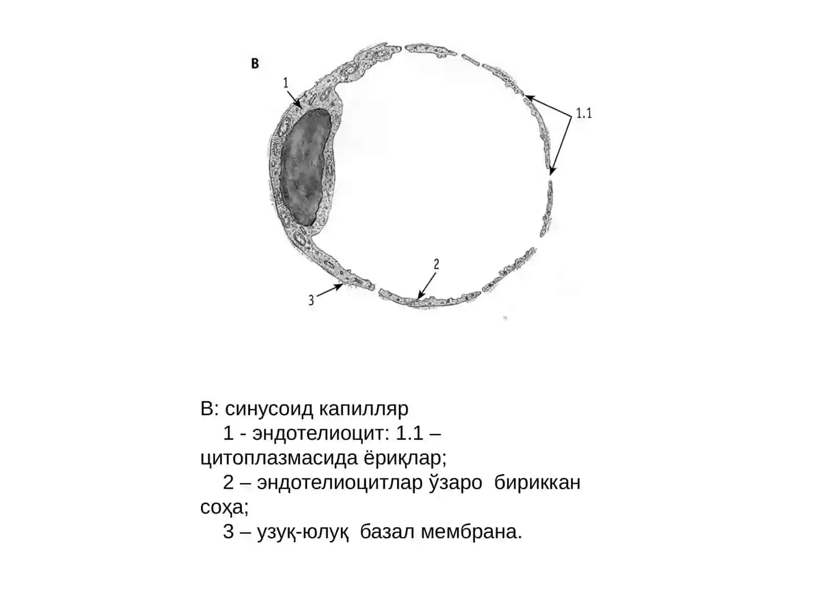 Каттатомиринингэндотелийси 4