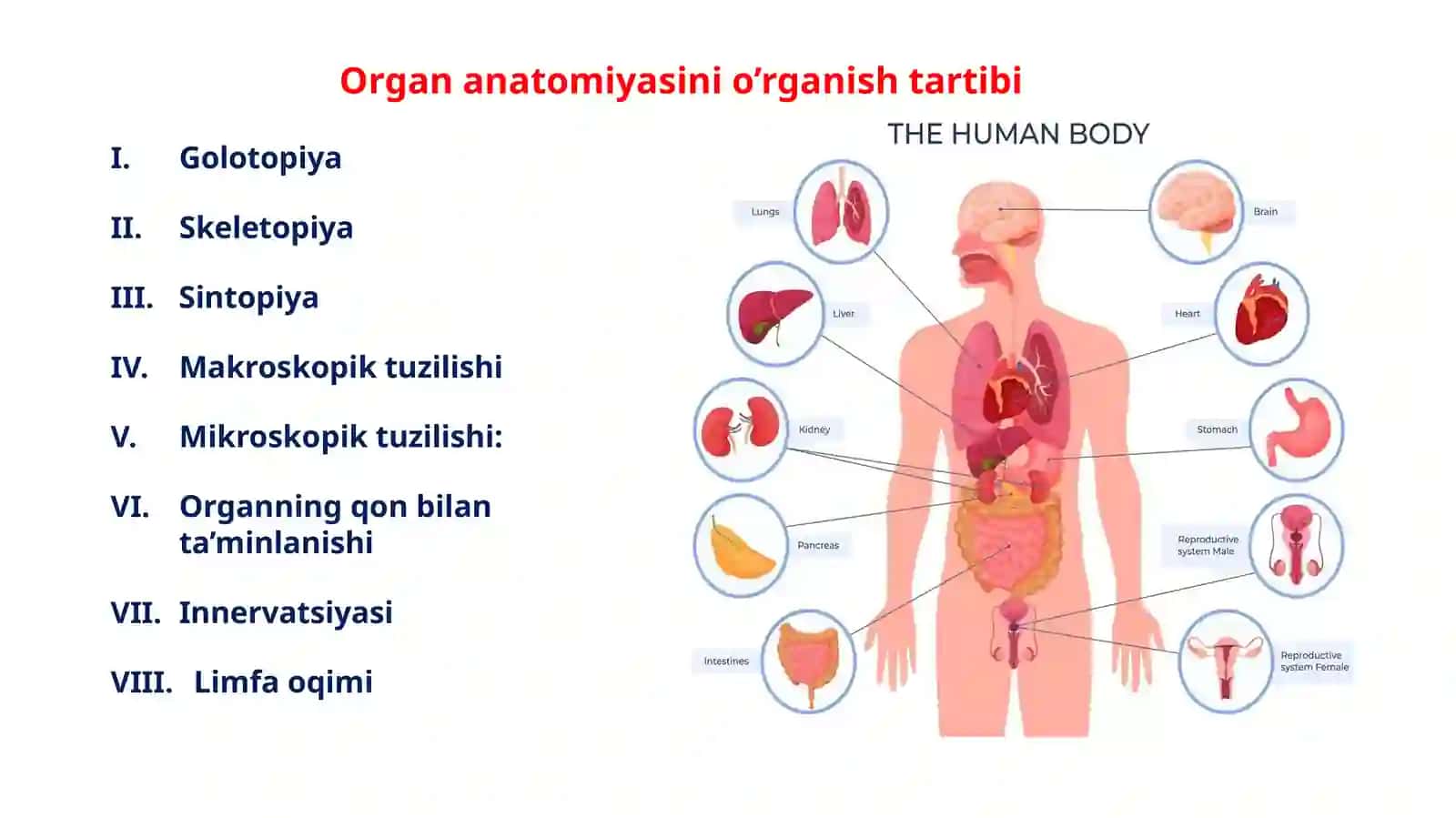 Splanchna ichlogos ta’limot 4