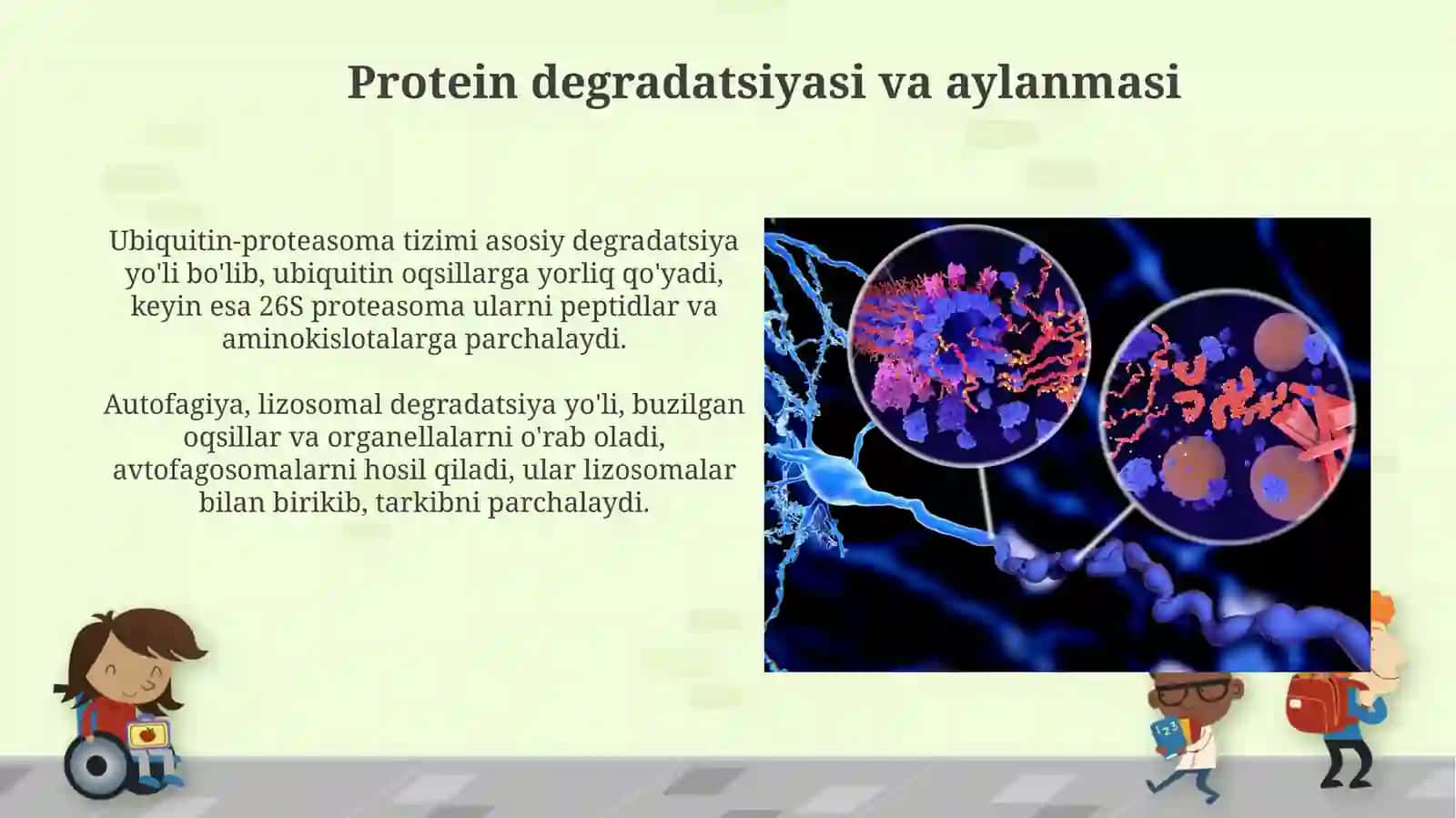 Oqsillarning metabolik transformatsiyasi va degradatsiyasi 4