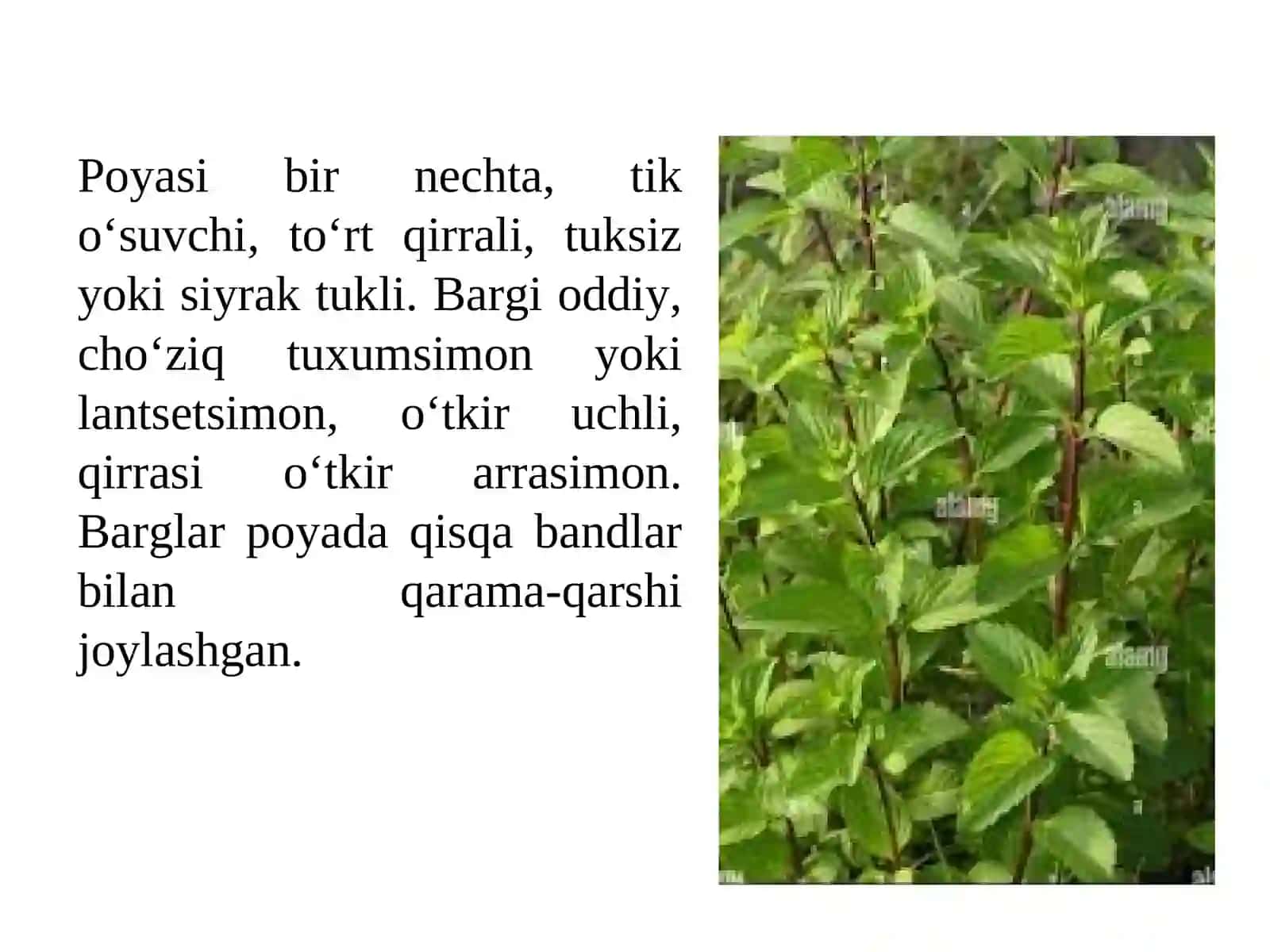 Qalampir yalpizo‘simligini yetishtirish texnologiyasi 4