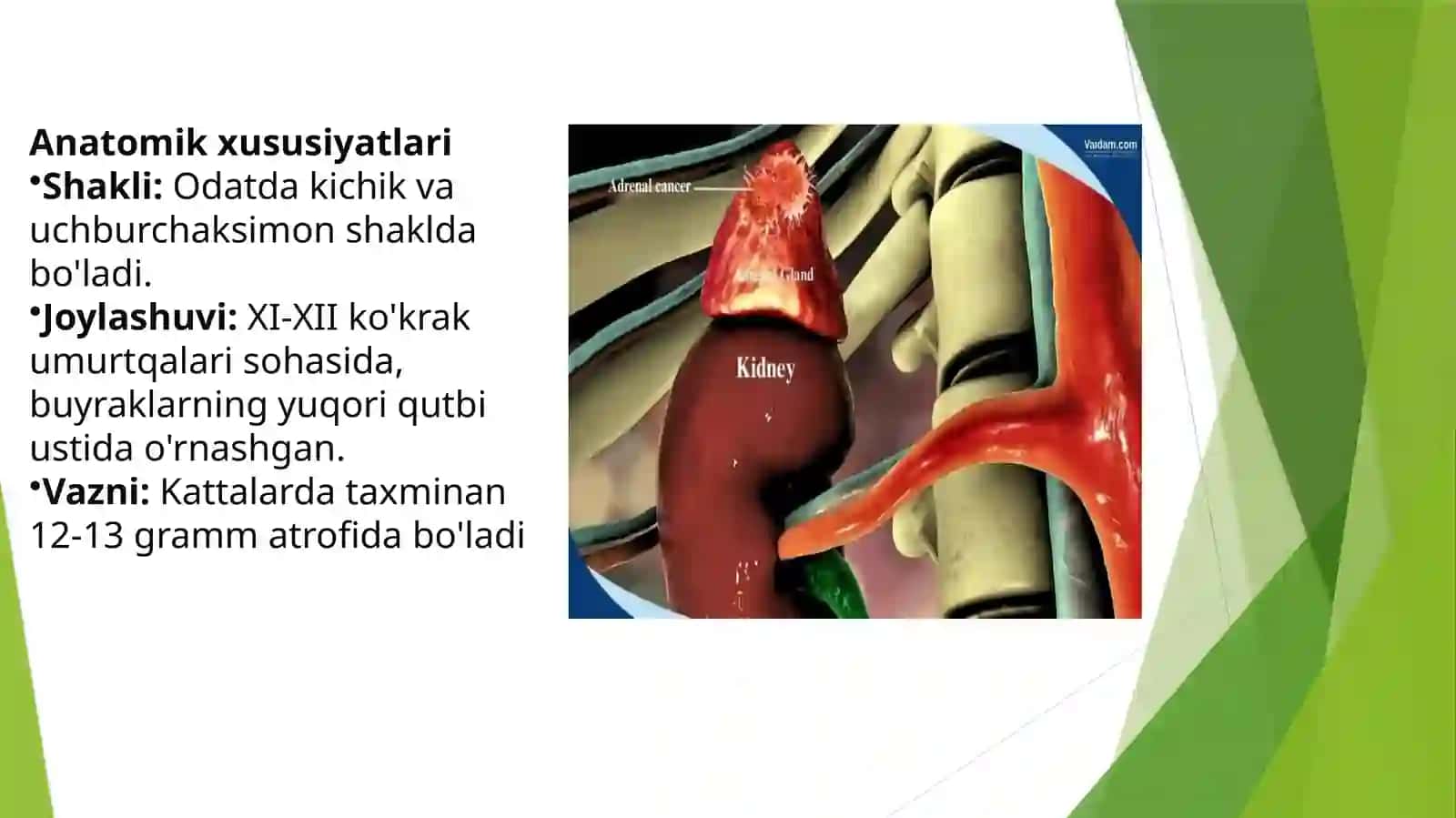 Buyrak usti bezi tuzilishi,taraqqiyoti vazifasi 4