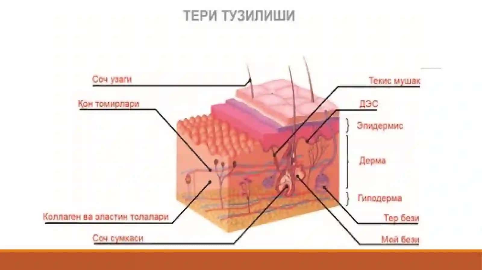 Тери ва ЮМШОҚ ТЎҚИМАНИНГ УЛьТРAТОВУШ ДИAГНОСТИКAСИ 4