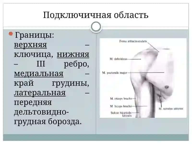 Топографическая анатомия верхней конечности 4