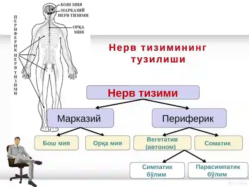 Ҳулқ-атворни психо-физиологик асослари 4