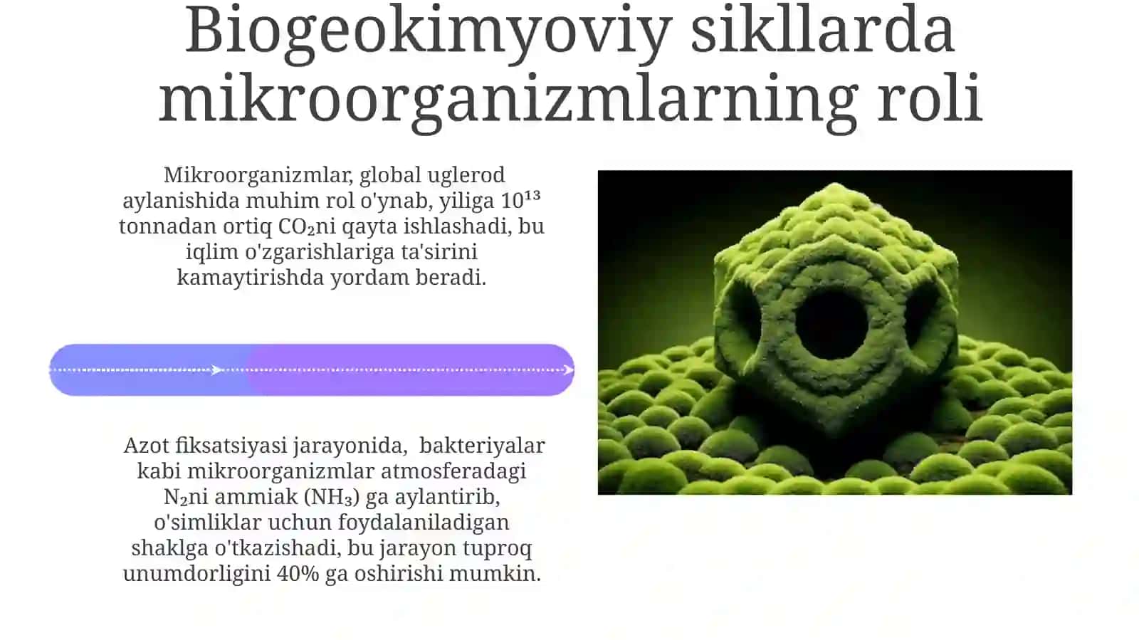 Mikroorganizmlarnig ekologiyasi va tabiatda moddalar almashinuvidagi roli 4