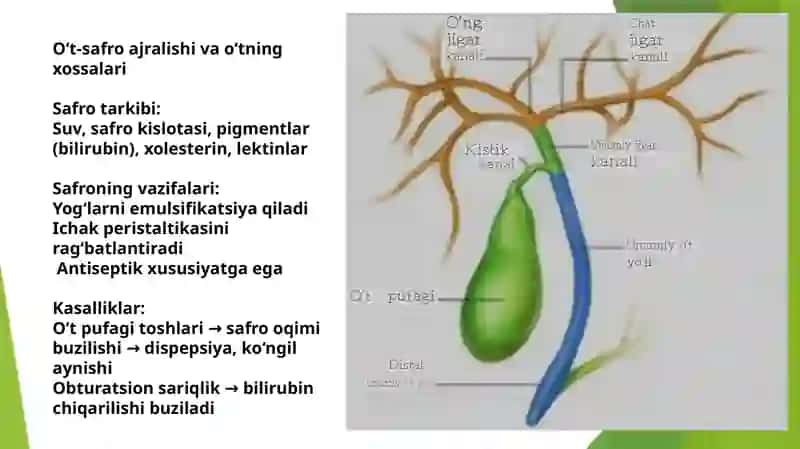 Jigar,o‘t-safroajralishi,me’daostibezifiziologiyasivapankreatiksekretsiya 4
