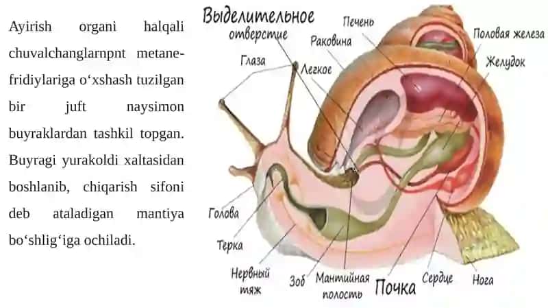 M O LLY U S K A L A R (MOLLUSKA) T I P I 4