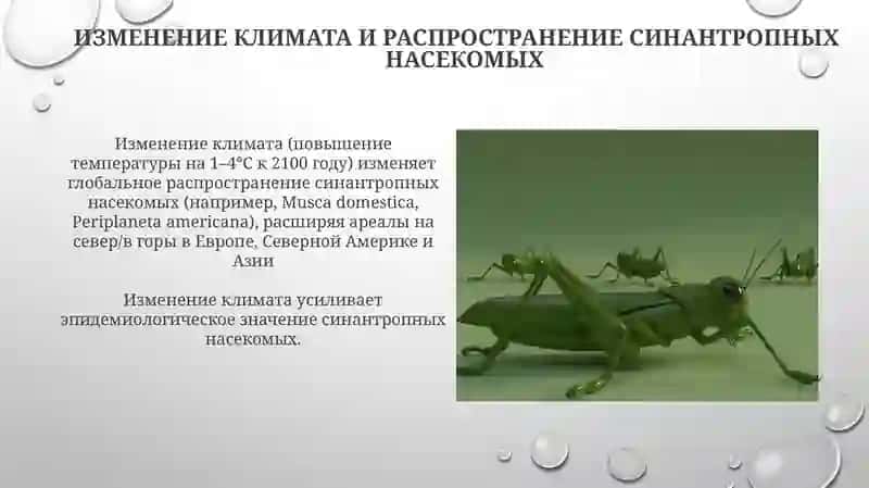 Синантропные насекомые и их эпидемиологическое значение 4