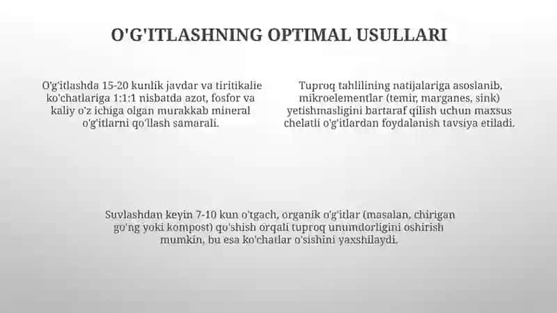 Javdar va Tiritikalie oziqlanishi 4