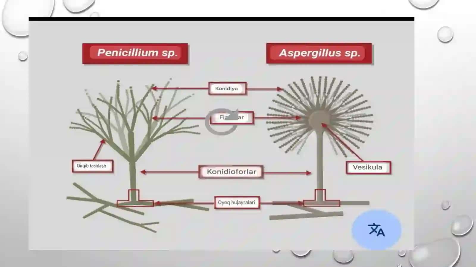Zamburugʻlar keltirib chiqaruvch kasalliklar qoʻzgʻatuvchilari, patogenezi, laboratoriya tashhisi 4