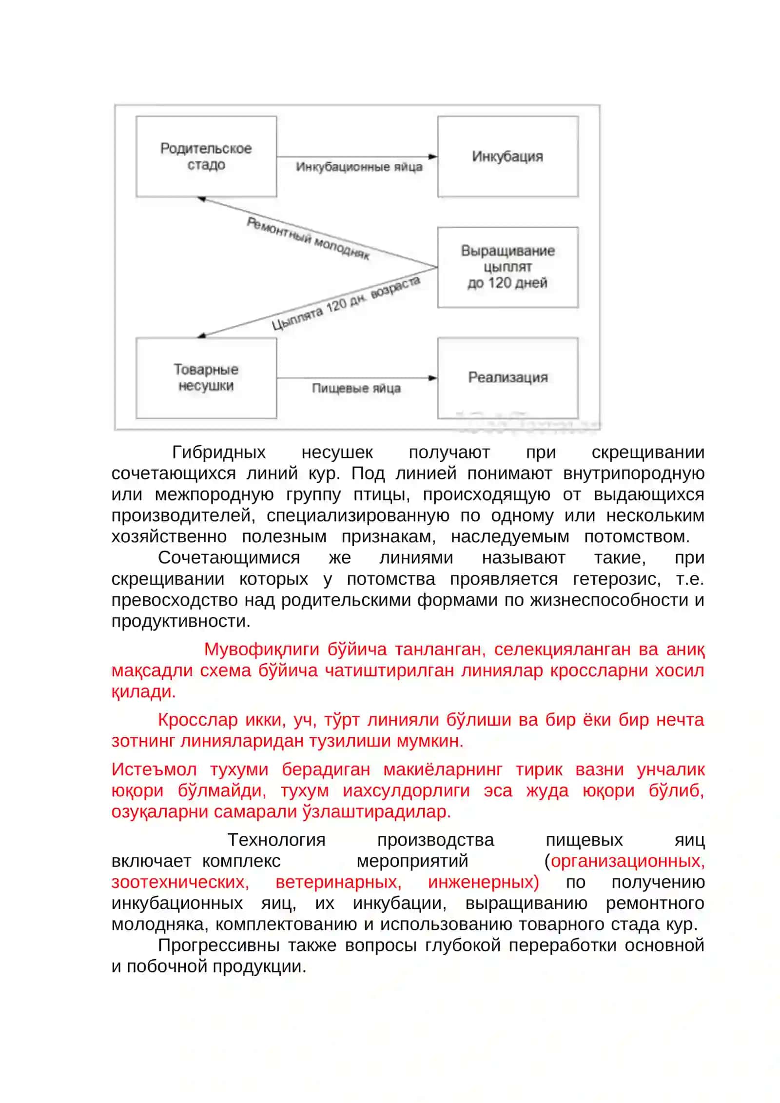 Истеъмол тухуми ишлаб чиқариш технологияси 4