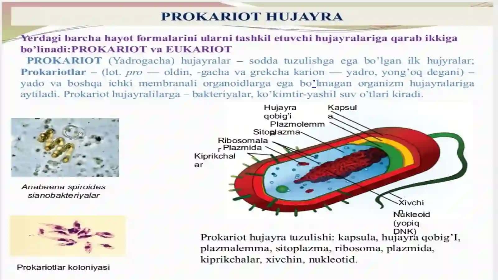 Oʻsimlik hujayrasi va toʻqimalarining tuzilishi 4