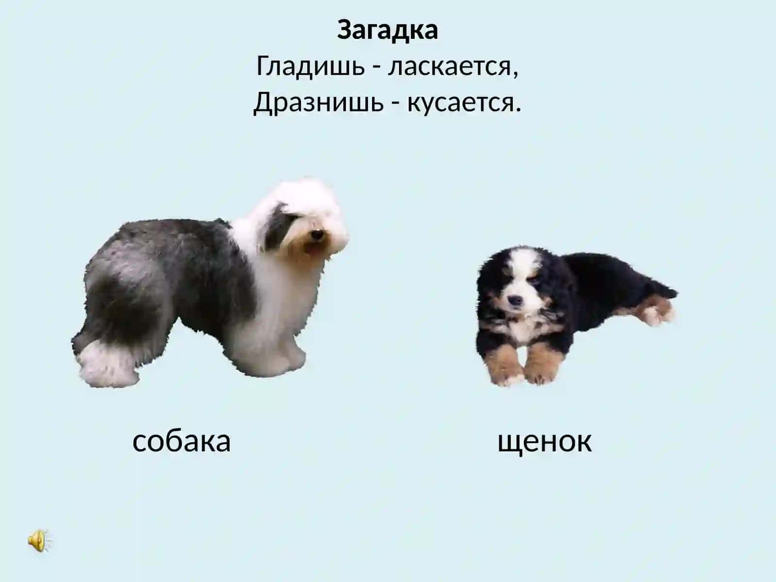 домашние животные 4
